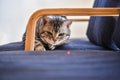 Interactive Laser Pet Toy