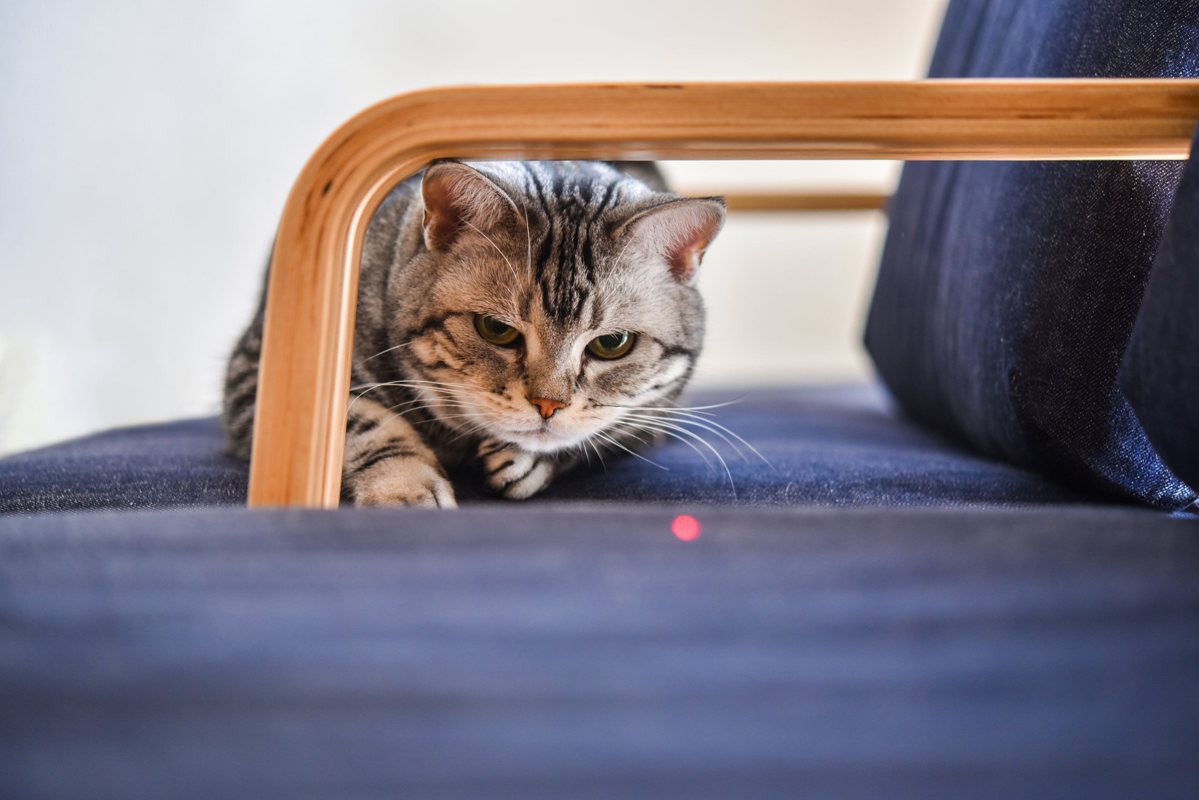 Interactive Laser Pet Toy